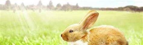兔子有靈性嗎 可名字意思